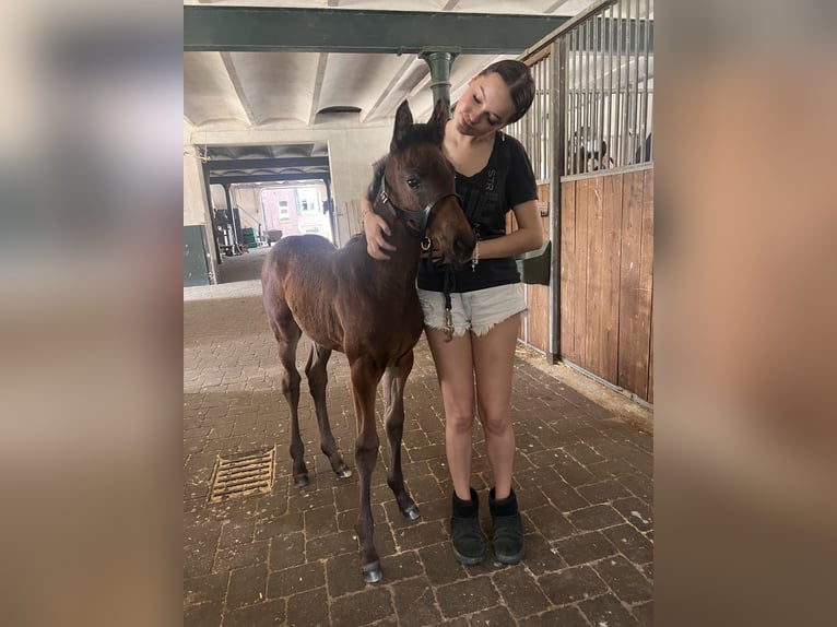 Koń westfalski Klacz Źrebak (04/2026) 170 cm Skarogniada in Ratingen