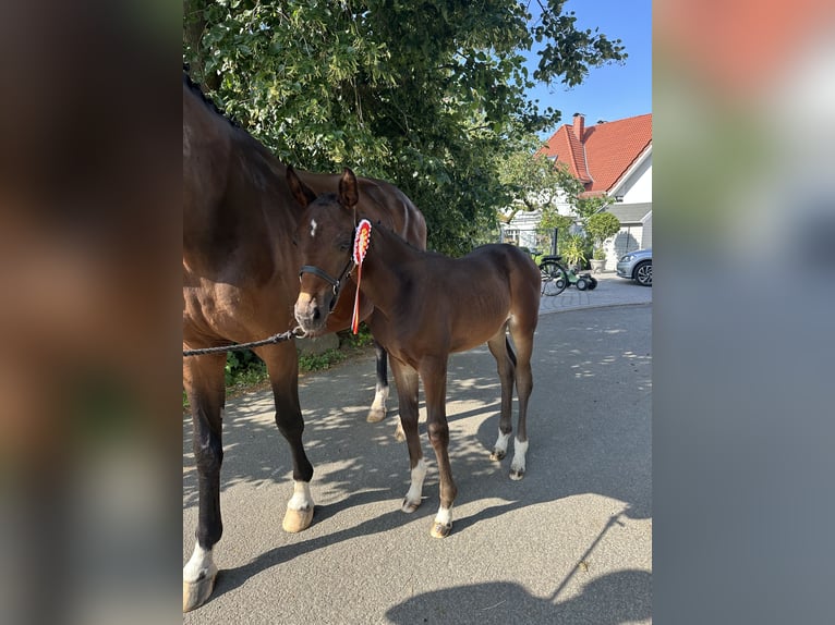 Koń westfalski Klacz Źrebak (05/2026) 172 cm Ciemnogniada in Kalletal