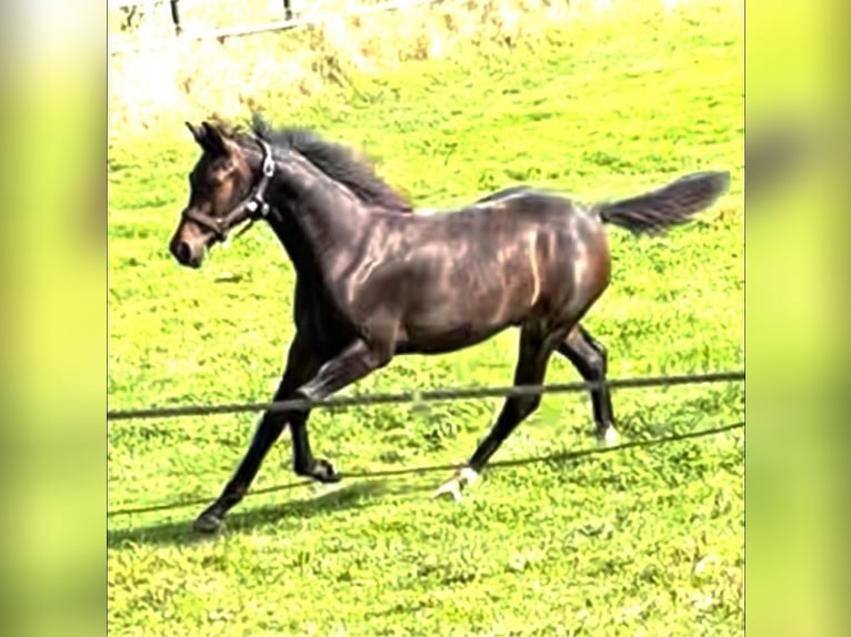 Koń westfalski Klacz  173 cm Gniada in Hüllhorst