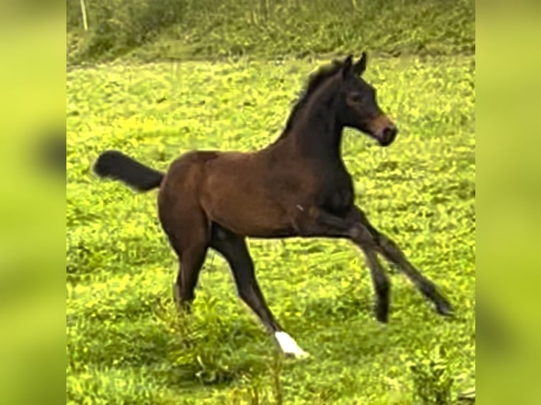 Koń westfalski Klacz  173 cm Gniada in Hüllhorst