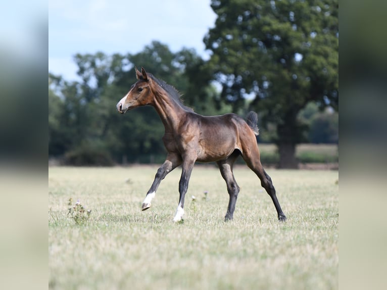 Koń westfalski Klacz Źrebak (05/2025) 173 cm Gniada in Ludlow