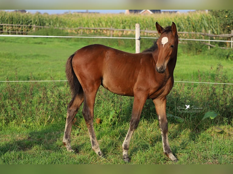 Koń westfalski Klacz Źrebak (06/2024) Ciemnogniada in Neuenkirchen-Vörden