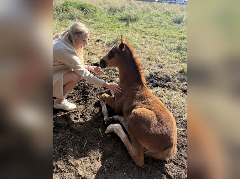 Koń westfalski Klacz  Ciemnokasztanowata in B&#xFC;nde