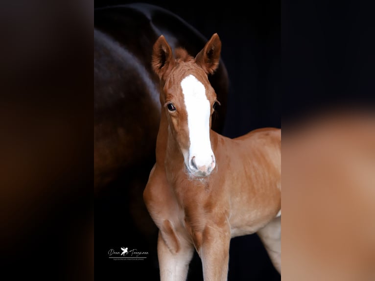 Koń westfalski Klacz Źrebak (05/2025) Ciemnokasztanowata in Damme