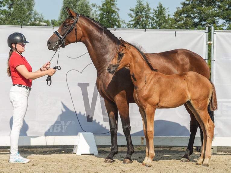 Koń westfalski Klacz Źrebak (06/2024) Ciemnokasztanowata in Stemwede