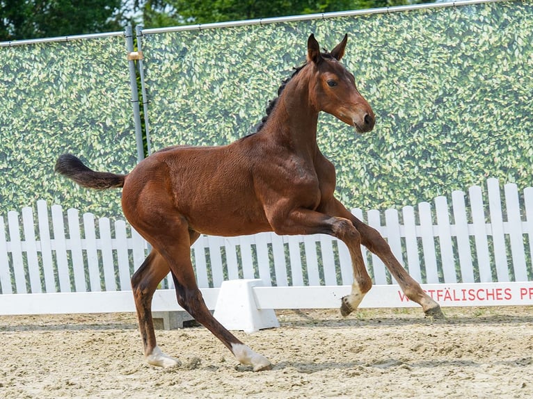 Koń westfalski Klacz Źrebak (04/2026) Gniada in Mnster-Handorf