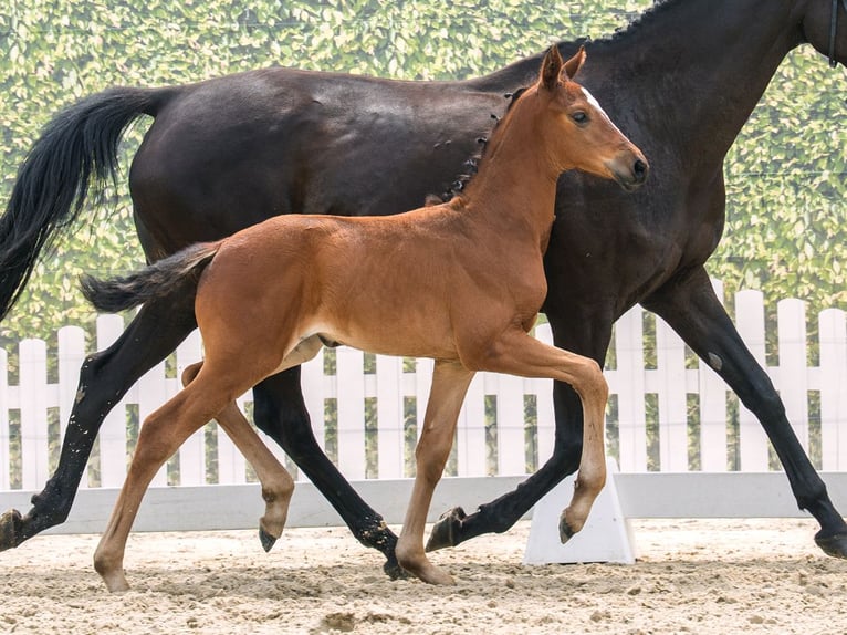 Koń westfalski Klacz Źrebak (05/2026) Gniada in Mnster-Handorf