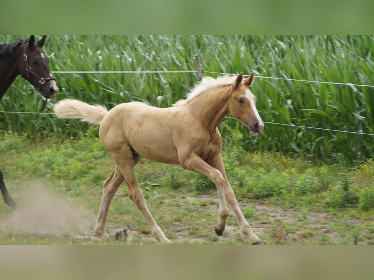 Koń westfalski Klacz Źrebak (04/2026) Izabelowata in Neuenkirchen-Vörden