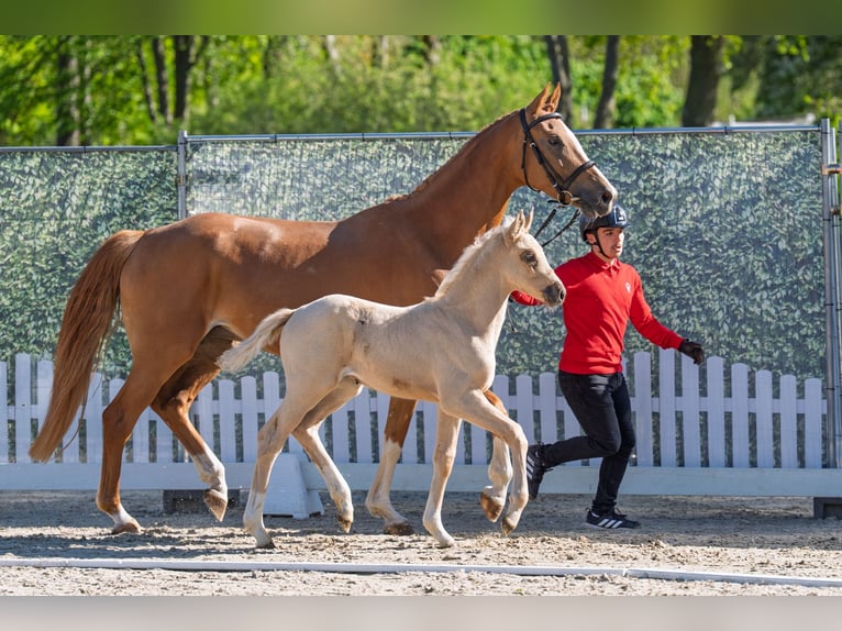 Koń westfalski Klacz Źrebak (03/2026) Izabelowata in Isselburg