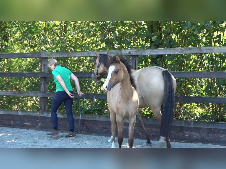 Koń westfalski Klacz Źrebak (04/2026) Jelenia in Winterswijk Meddo