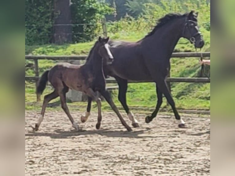 Koń westfalski Klacz Źrebak (05/2024) Kara in Schöppingen