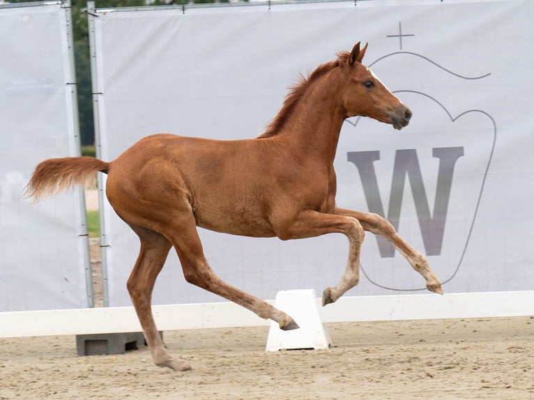 Koń westfalski Klacz Źrebak (05/2024) Kasztanowata in Münster-Handorf