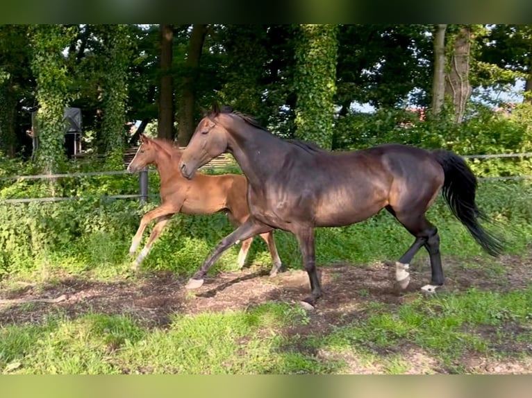 Koń westfalski Klacz  Kasztanowata in Ochtrup