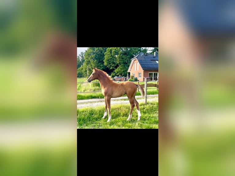 Koń westfalski Klacz  Kasztanowata in Ochtrup