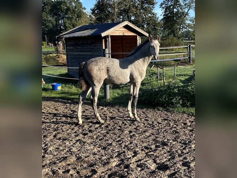 Koń westfalski Klacz Źrebak (05/2026) Siwa in Gronau (Westfalen)