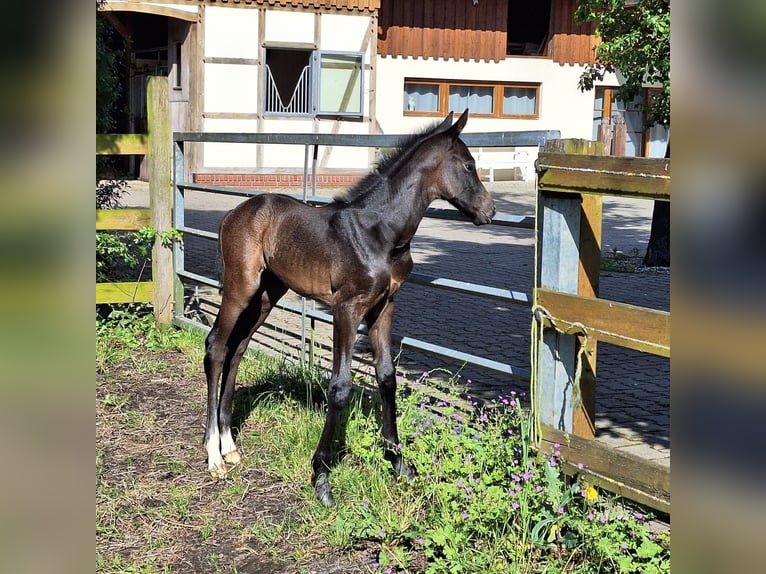 Koń westfalski Klacz Źrebak (05/2024) Siwa in Hamm