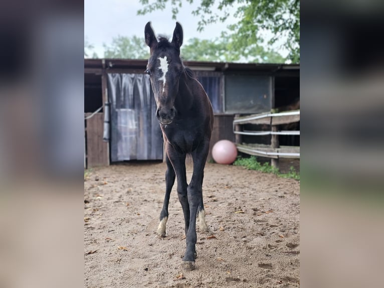 Koń westfalski Klacz Źrebak (05/2025) Siwa in Mannheim