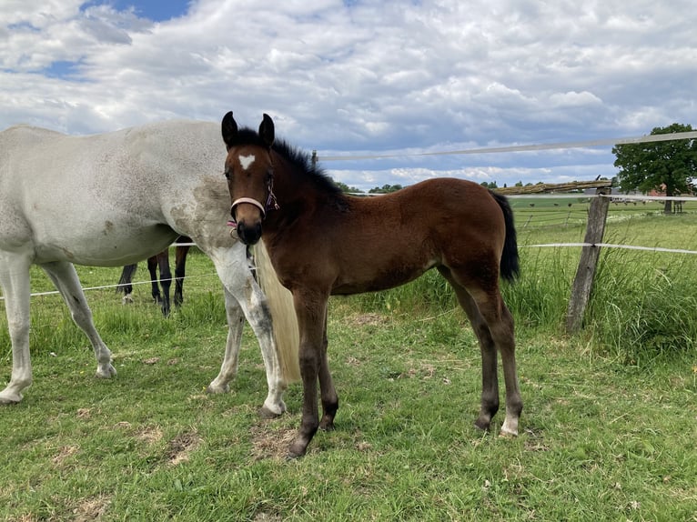 Koń westfalski Klacz Źrebak (03/2025) Siwa in Langenberg Koń westfalski Klacz Źrebak (03/2025) Siwa in Langenberg