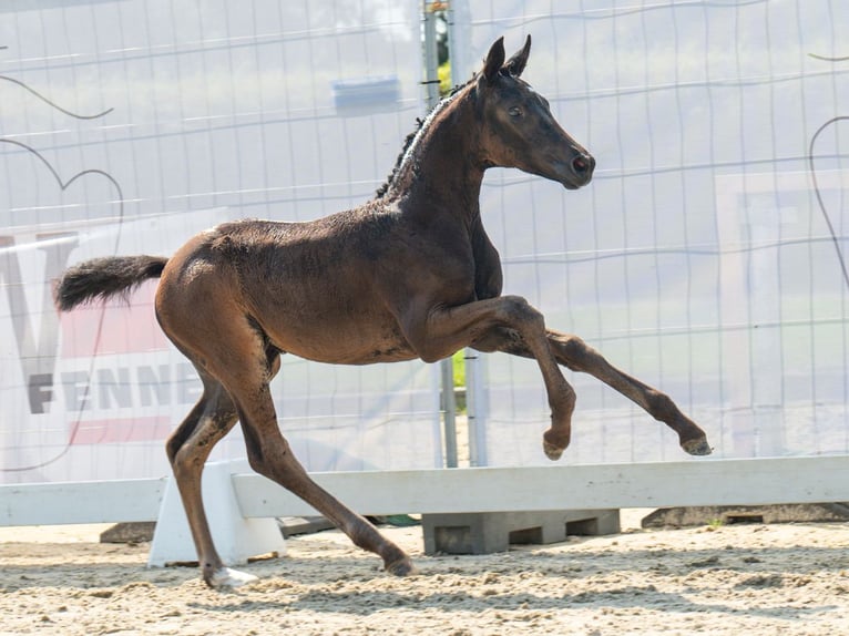 Koń westfalski Klacz Źrebak (06/2024) Skarogniada in Münster-Handorf