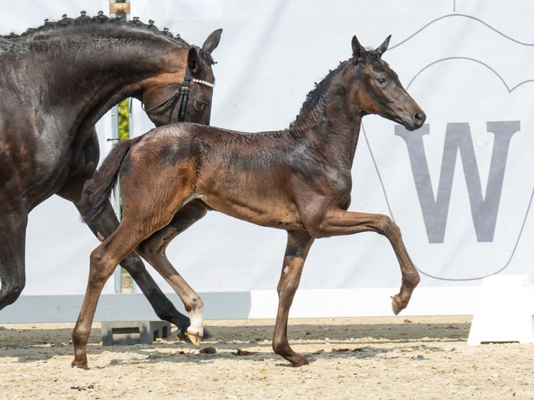 Koń westfalski Klacz Źrebak (06/2024) Skarogniada in Münster-Handorf