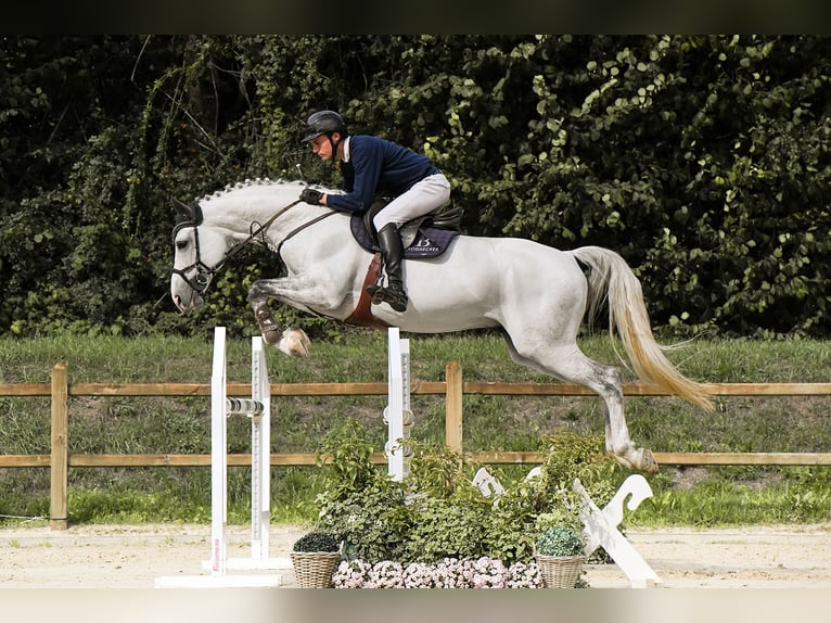 Koń westfalski Ogier 10 lat 172 cm Siwa in Riedstadt