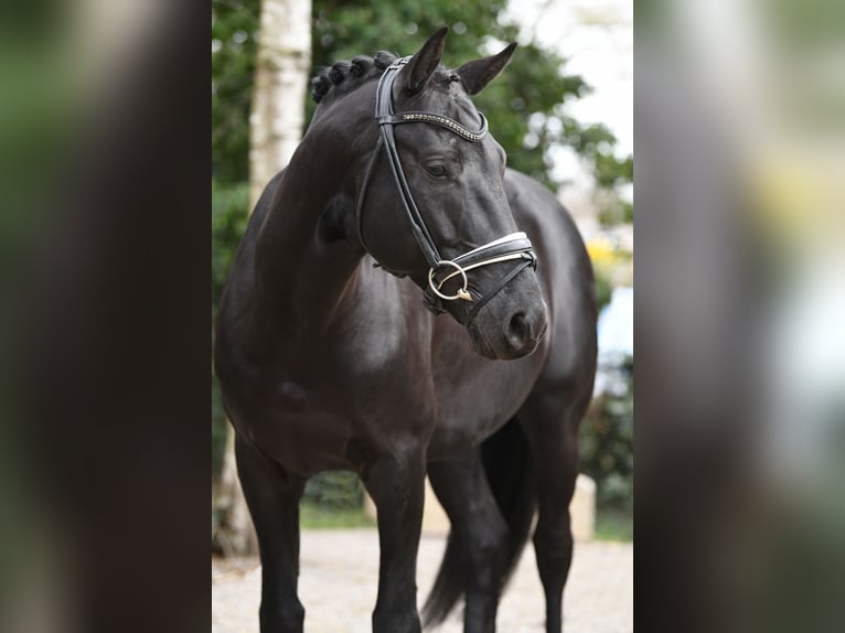 Koń westfalski Ogier 11 lat 167 cm Kara in Krefeld