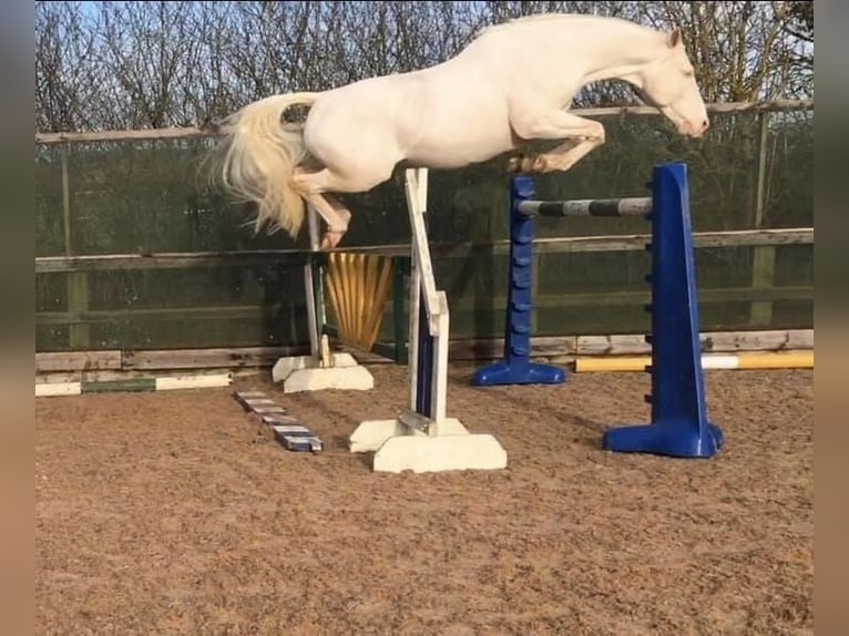 Koń westfalski Mix Ogier 14 lat 163 cm Cremello in Powys