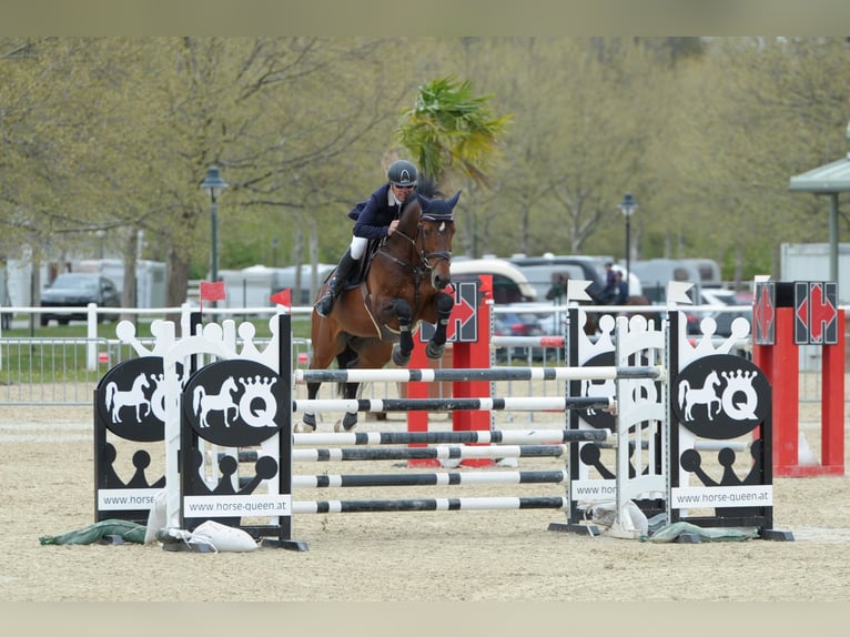 Koń westfalski Ogier 17 lat 173 cm Gniada in Ebreichsdorf