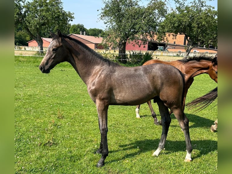 Koń westfalski Ogier 1 Rok 169 cm Siwa in Harsewinkel