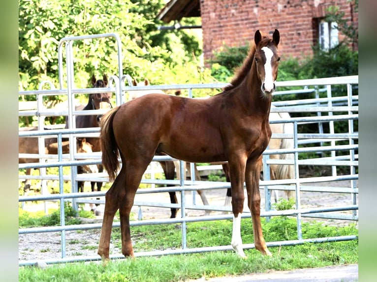 Koń westfalski Ogier 1 Rok 170 cm Ciemnokasztanowata in Emmerthal