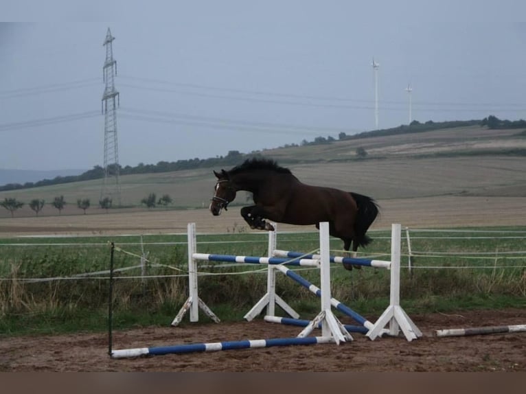 Koń westfalski Ogier 1 Rok 170 cm Ciemnokasztanowata in Emmerthal