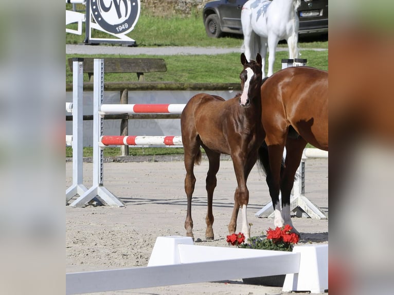 Koń westfalski Ogier 1 Rok 170 cm Ciemnokasztanowata in Emmerthal