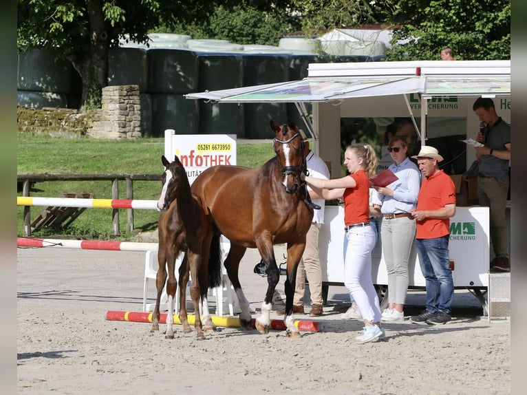 Koń westfalski Ogier 1 Rok 170 cm Ciemnokasztanowata in Emmerthal