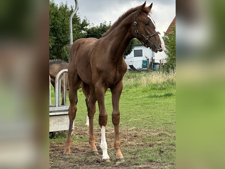 Koń westfalski Ogier 1 Rok 170 cm Ciemnokasztanowata in Emmerthal