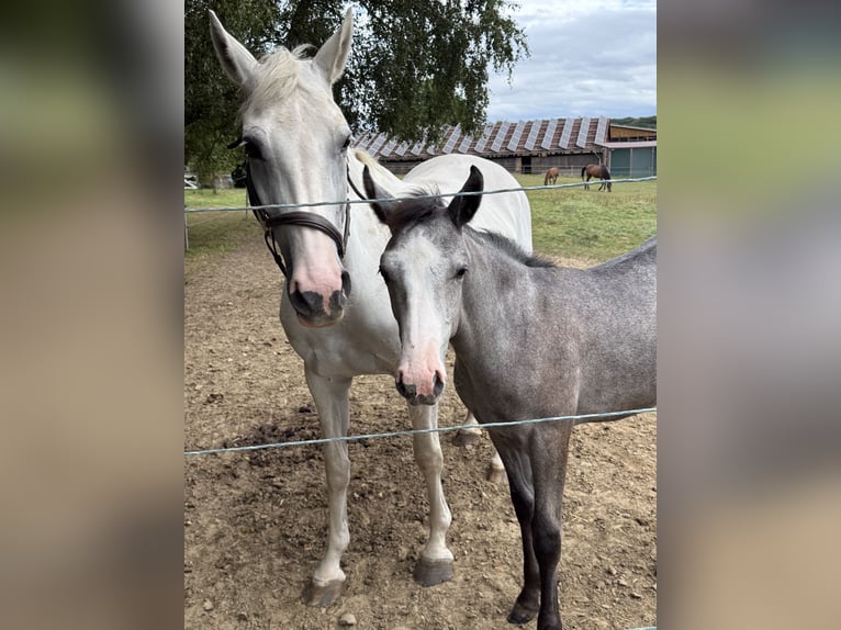 Koń westfalski Ogier 1 Rok 170 cm Może być siwy in Melle