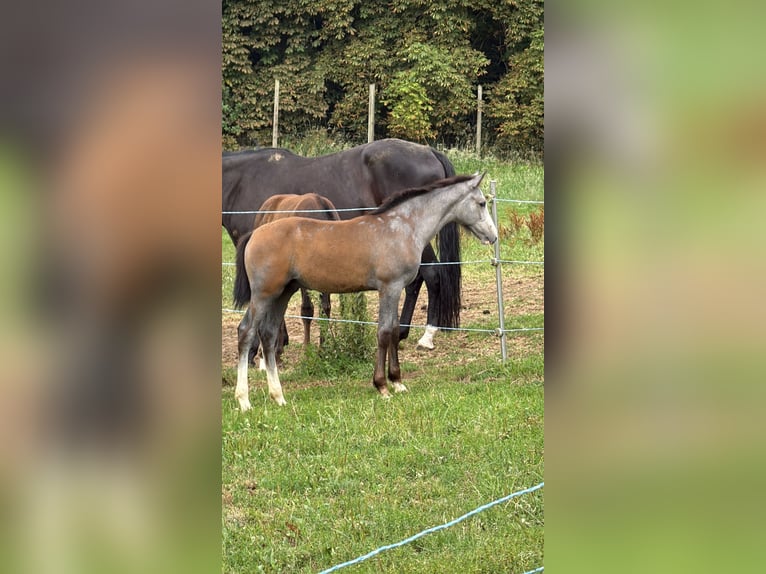 Koń westfalski Ogier 1 Rok 170 cm Może być siwy in Melle