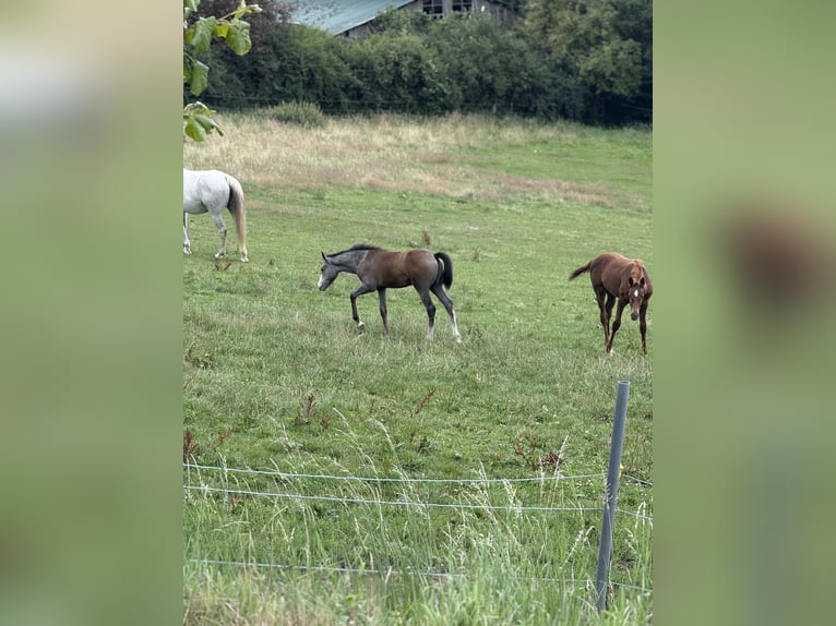 Koń westfalski Ogier 1 Rok 170 cm Może być siwy in Melle