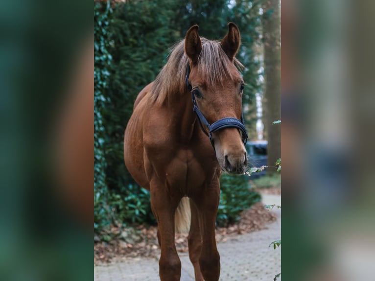 Koń westfalski Ogier 1 Rok 172 cm Ciemnokasztanowata in Lippstadt