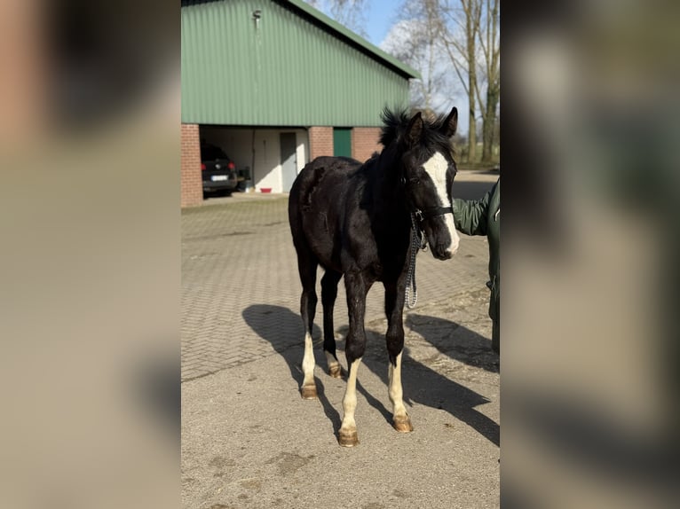 Koń westfalski Ogier 1 Rok 172 cm Kara in Borken