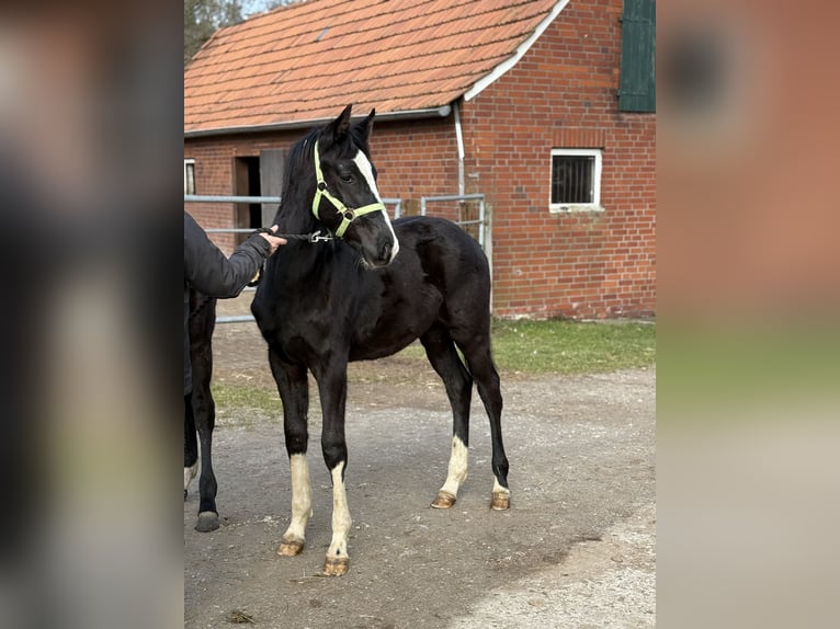 Koń westfalski Ogier 1 Rok 172 cm Kara in Borken