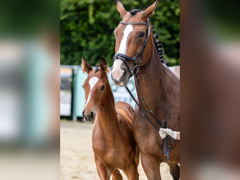 Koń westfalski Ogier 1 Rok 175 cm Gniada in Winnweiler