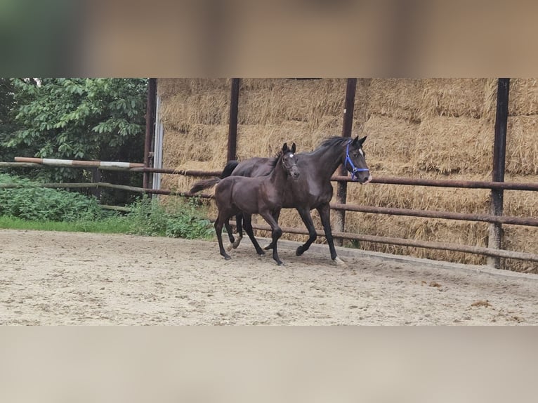 Koń westfalski Ogier 1 Rok Ciemnogniada in Dorsten