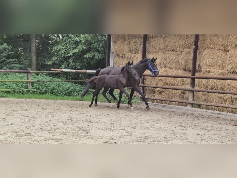 Koń westfalski Ogier 1 Rok Ciemnogniada in Dorsten