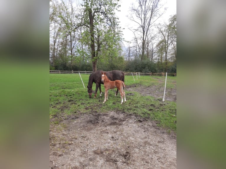 Koń westfalski Ogier 1 Rok Ciemnokasztanowata in Ostercappeln