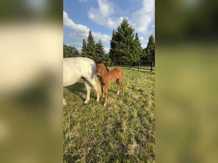 Koń westfalski Ogier 1 Rok Gniada in Hamm