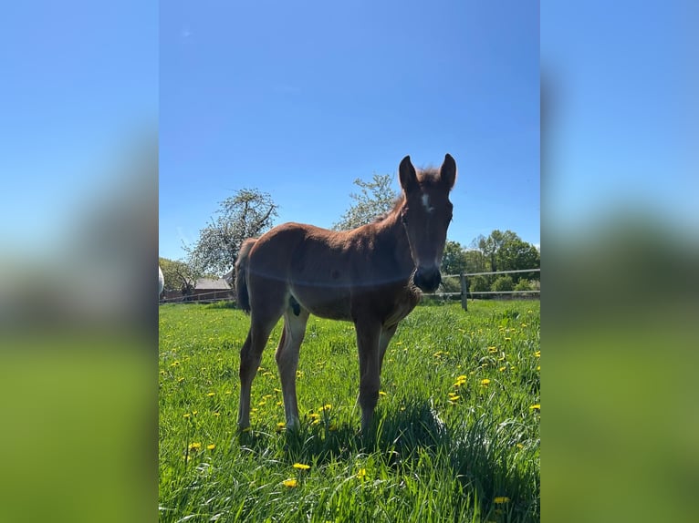 Koń westfalski Ogier 1 Rok Gniada in Harsewinkel