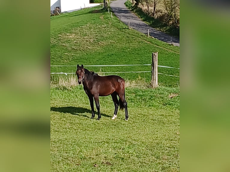 Koń westfalski Ogier 1 Rok Gniada in Lindlar