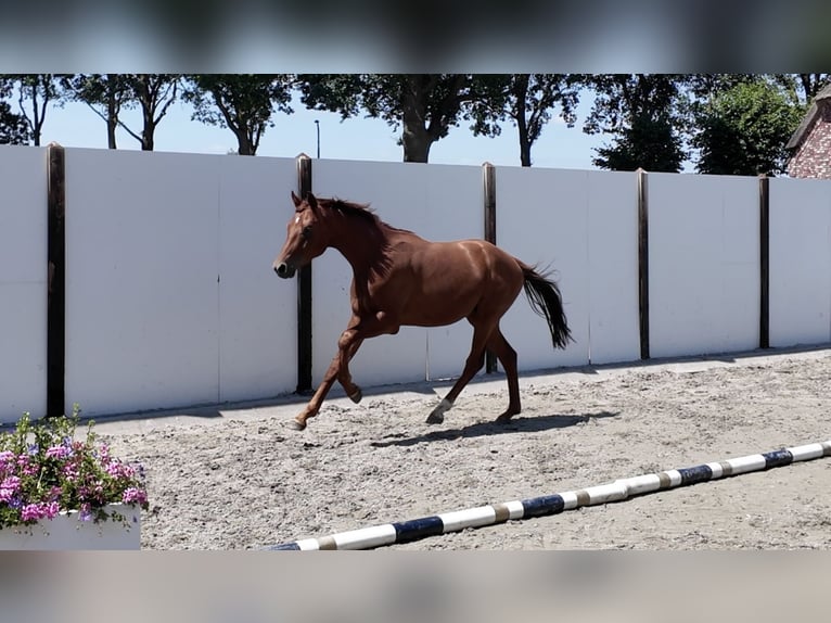 Koń westfalski Ogier 2 lat 155 cm Ciemnokasztanowata in Waddinxveen