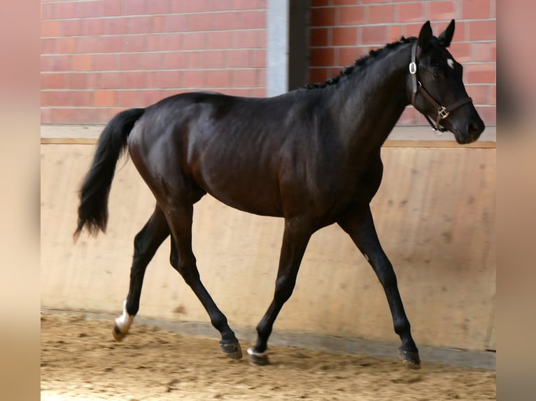 Koń westfalski Ogier 2 lat 161 cm Ciemnogniada in Dorsten