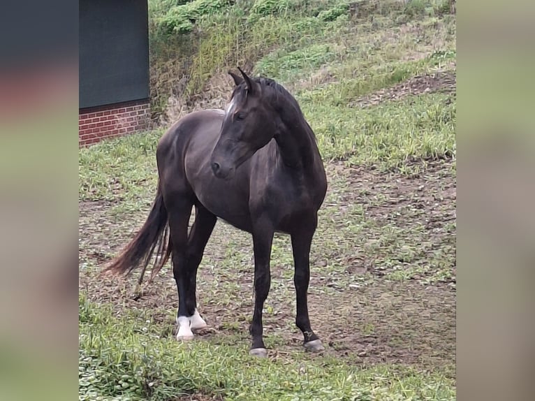 Koń westfalski Ogier 2 lat 161 cm Skarogniada in Wenden
